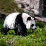 Samiec pandy urodzony w holenderskim zoo okazał się być samicą