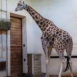 Samiec żyrafy Rothschilda trafił do zoo 