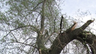 Samochód na drzewie w Lubczynie w Zachodniopomorskiem