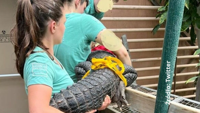 Samochodem przewozili cztery żywe aligatory. Nie wiadomo, skąd pochodzą zwierzęta