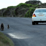Samochody i małpy
