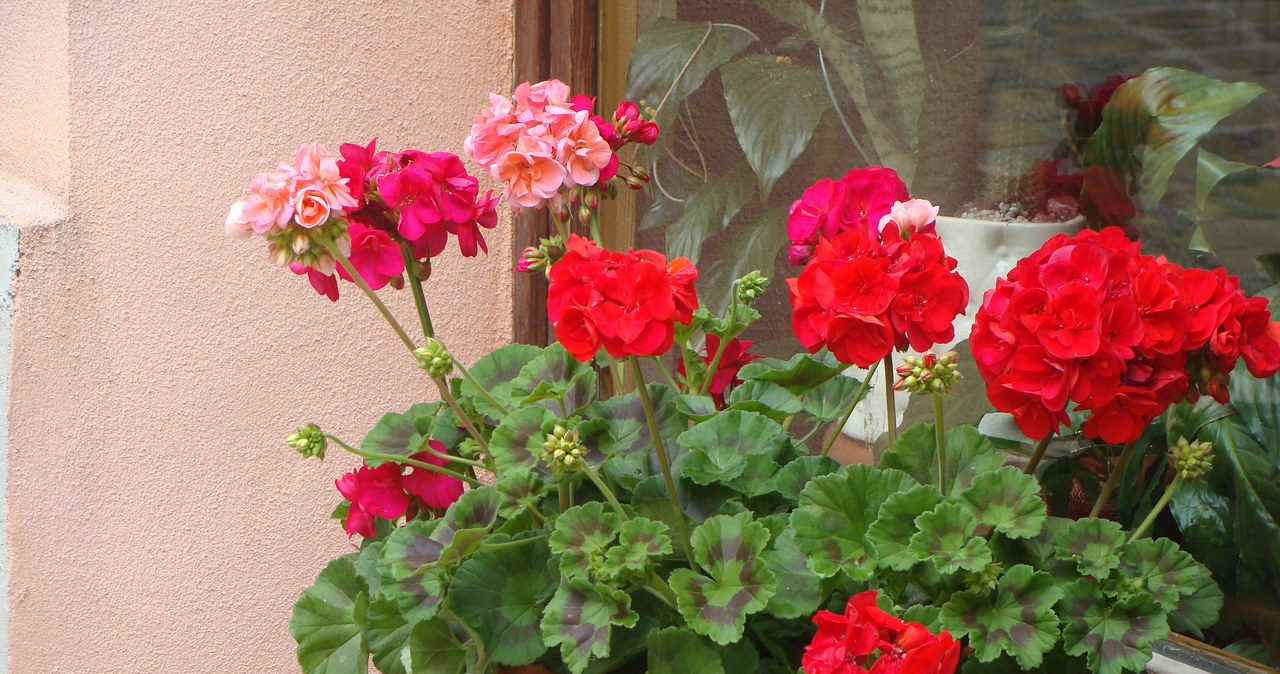 Samodzielnie rozmnóż pelargonie. Z tą odżywką na pewno się uda! /123RF/PICSEL