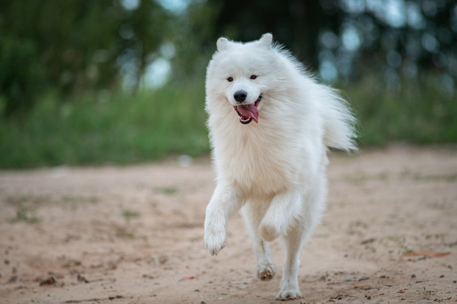 Emerytka pogryzła policjantów. Chcieli jej odebrać psa