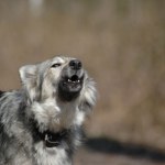 Samojedy zaczęły wyć. Naukowcy stanęli wtedy w osłupieniu