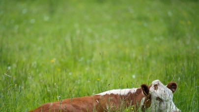 Samolot zderzył się z krową podczas lądowania