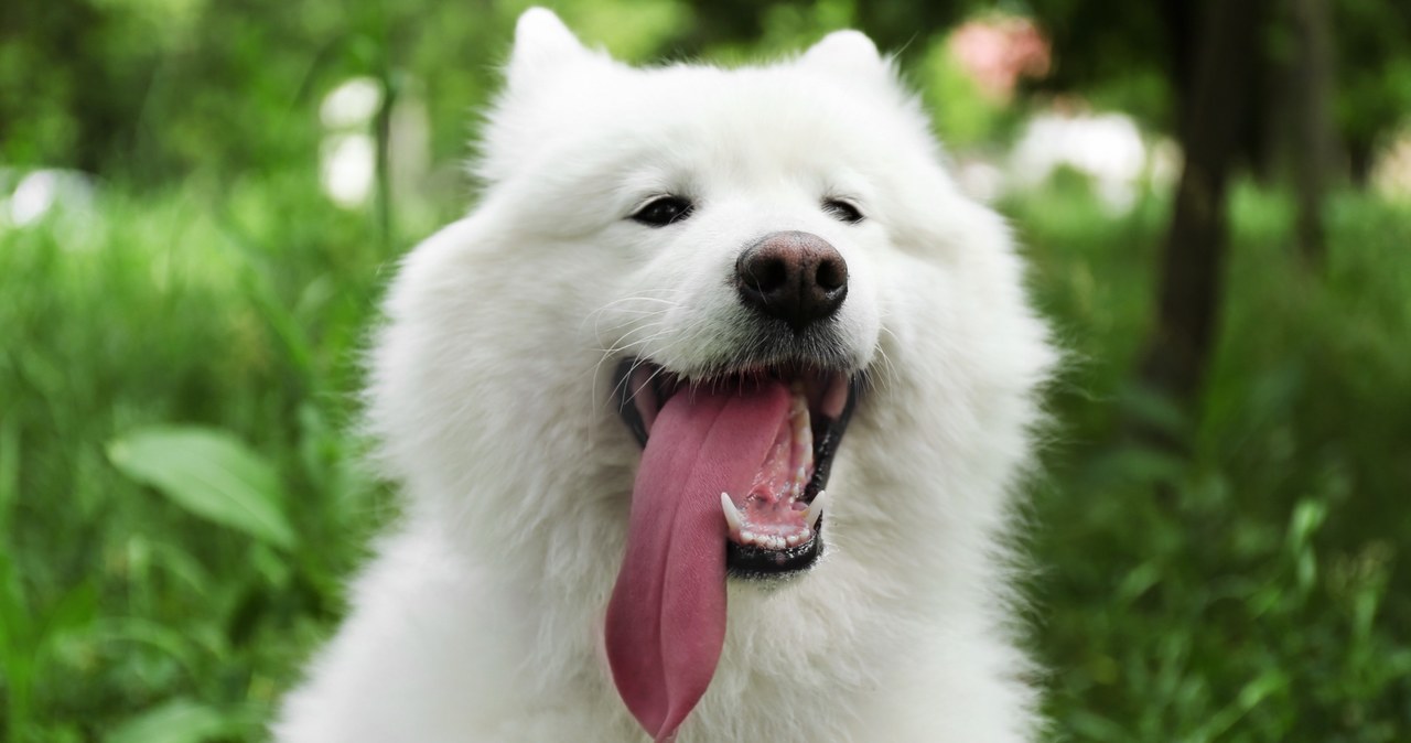 Samoyed bywa również nazywany "uśmiechniętym psem" z uwagi na charakterystyczną mimikę /Pixel