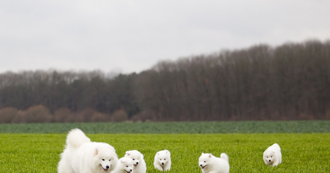 Samoyed często bywa określany jako "pies-chmurka" z uwagi na swój charakterystyczny wygląd /123RF/PICSEL