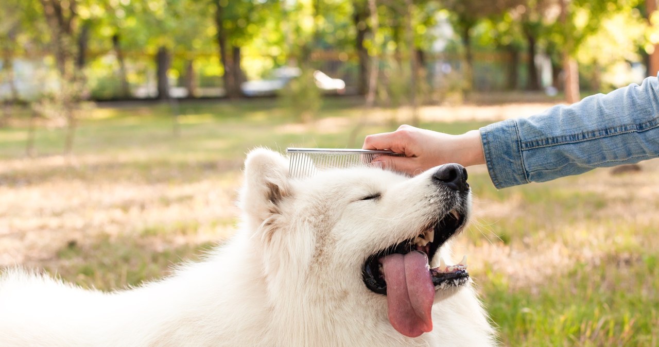 Samoyed wymaga regularnego wyczesywania sierści. Zwłaszcza podczas linienia /Pixel