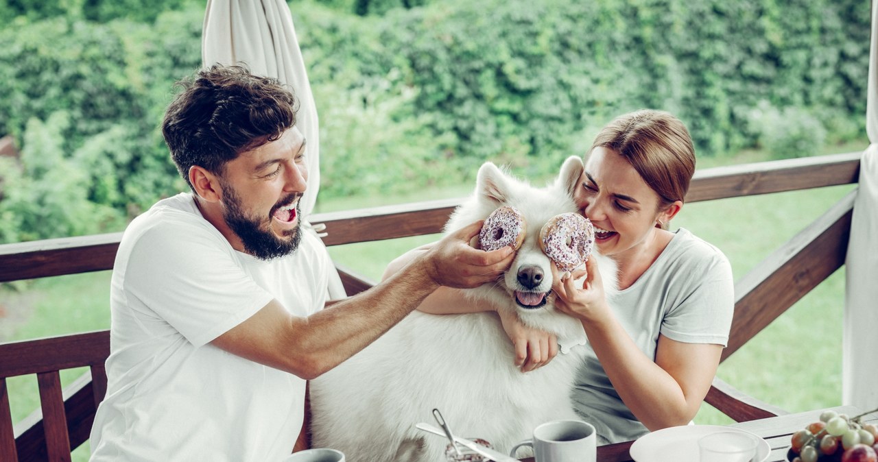 Samoyedy nie należą do agresywnych ras. W stosunku do człowieka na ogół są przyjaźnie nastawione /123RF/PICSEL