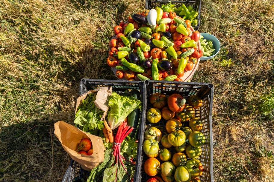 Samozbiory – nowy trend ratunkiem dla rolników? /Shutterstock