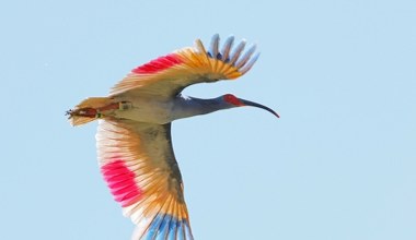 Samuraje używali jego piór. Ptak za bardzo zaufał człowiekowi i zniknął
