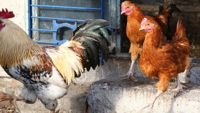 Sanepid ujawnia listę sklepów, do których trafiło skażone mięso