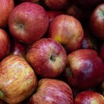 Sankcje uderzyły w sadowników. Trwa skup polskich jabłek