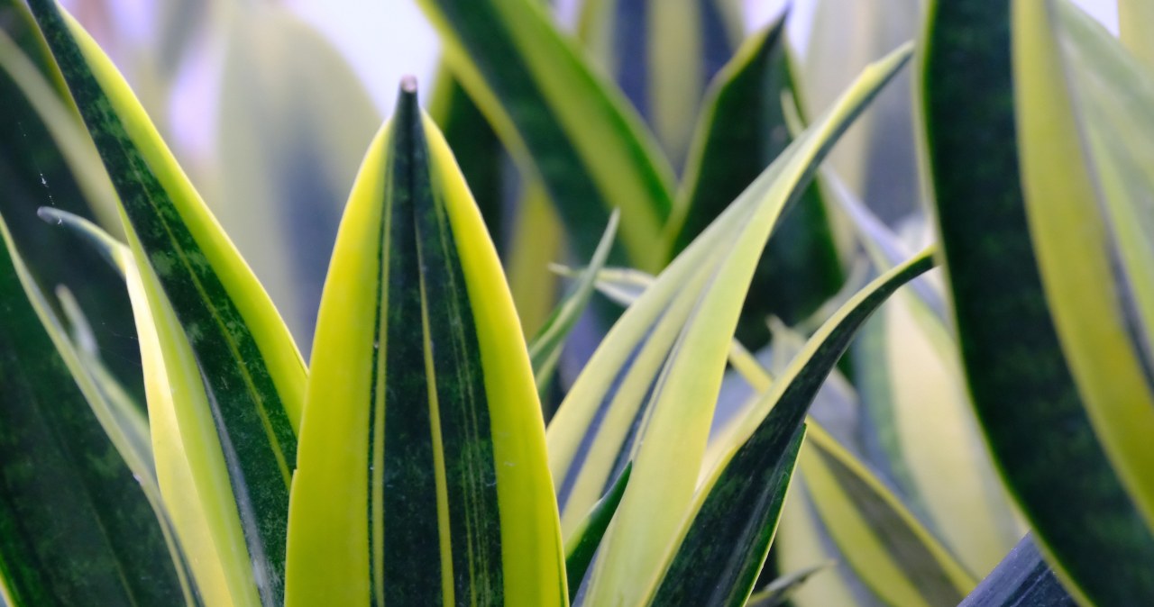 Сансев’єрія, відома в народі як "тещин язик” або "зміїна шкіра". Яким натуральним добривом варто підживлювати цю рослину? /pixabay.com