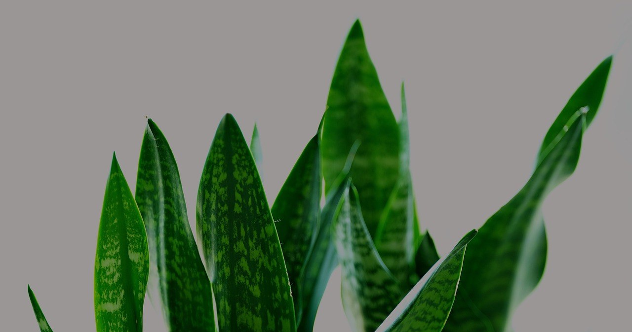 Сансевієрія не тільки виглядає естетично, але й відзначається витривалістю /pixabay.com