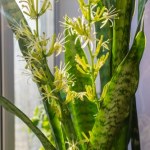 rośliny doniczkowe Sansewieria może zakwitnąć. Musisz jednak zadbać o to