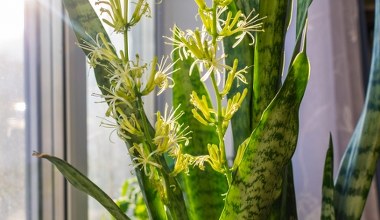 Sansewieria może zakwitnąć. Musisz jednak zadbać o to