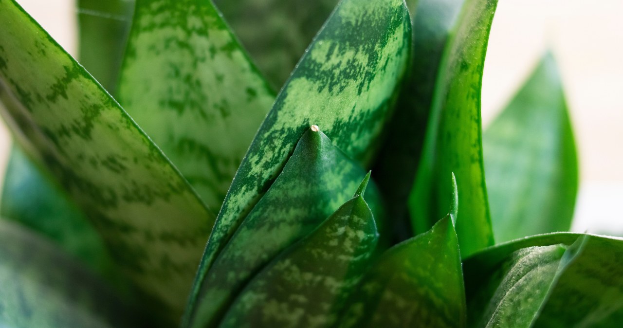 Sansewieria na promocji w Biedronce /adobestock /INTERIA.PL