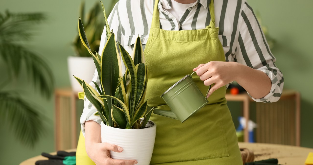 Sansewieria to popularna roślina doniczkowa. Jest wytrzymała i niezbyt wymagająca. Warto jednak co jakiś czas wzmocnić ją domową odżywką. /Pixel