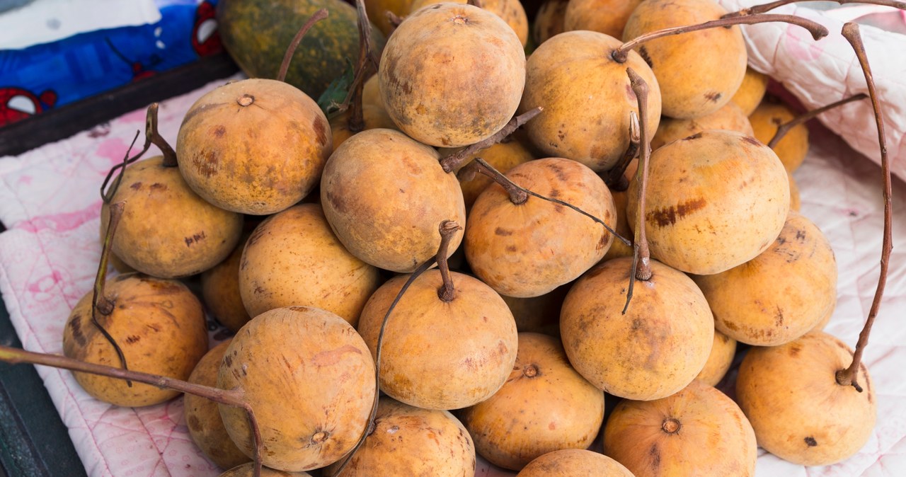 Sapodilla (Manilkara zapota) to egzotyczny owoc, który nie jest jeszcze popularny w Polsce /123RF/PICSEL