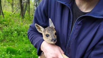 ​Sarenka na jezdni. Trafiła już pod opiekę specjalistów