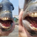 Sargus owczarz: W USA wyłowiono rybę o ludzkich zębach