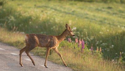 Sarna biegała po ekspresówce. Zwierzę uratowali strażacy