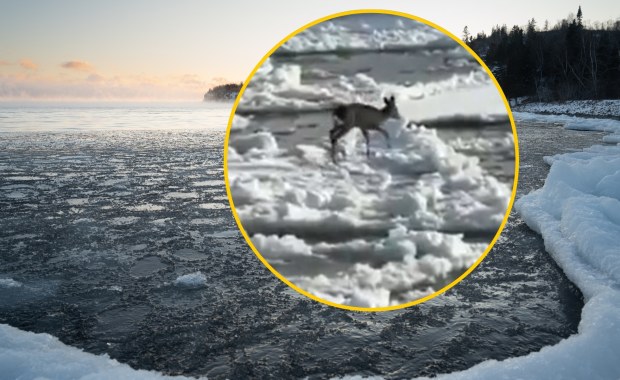 Sarna dryfowała na krze. Niecodzienna interwencja na Wiśle