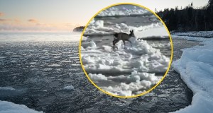 Sarna dryfowała na krze. Niecodzienna interwencja na Wiśle