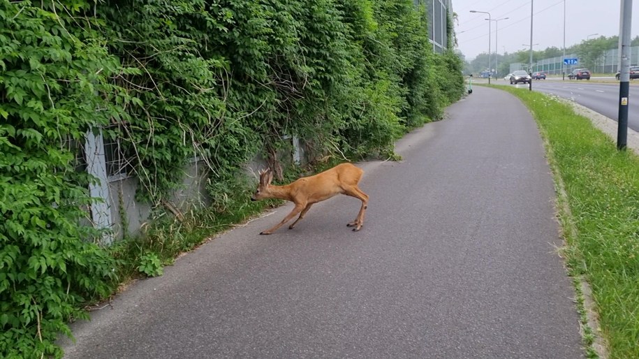 Sarna mogła zostać potrącona na ulicy Grota Roweckiego w Krakowie /Gorąca Linia /