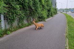 Sarna na ścieżce rowerowej w Krakowie 