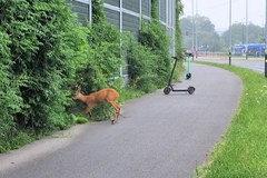 Sarna na ścieżce rowerowej w Krakowie 