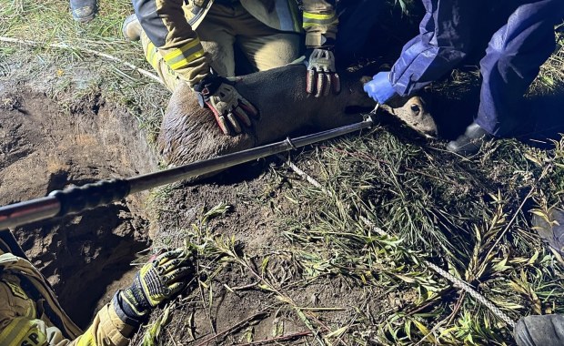Sarna uwięziona w kanale w Gliwicach. Akcja straży pożarnej