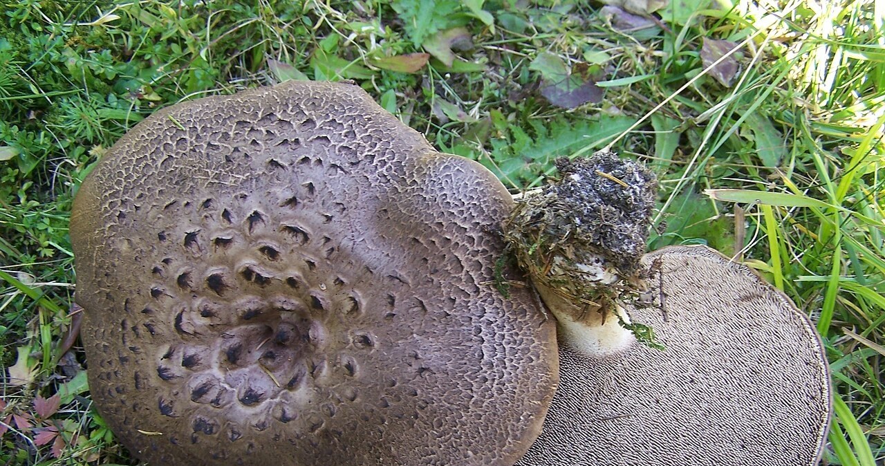 Sarniak świerkowy /Wikipedia /materiał zewnętrzny