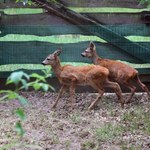 Sarny i inne dzikie zwierzęta - odratowane w Łodzi