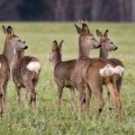 Sarny podchodzą do domu. Czy można je dokarmiać?