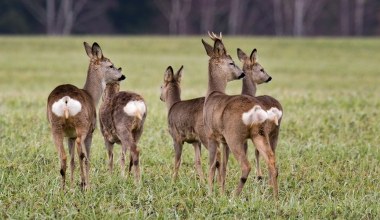 Sarny podchodzą do domu. Czy można je dokarmiać?