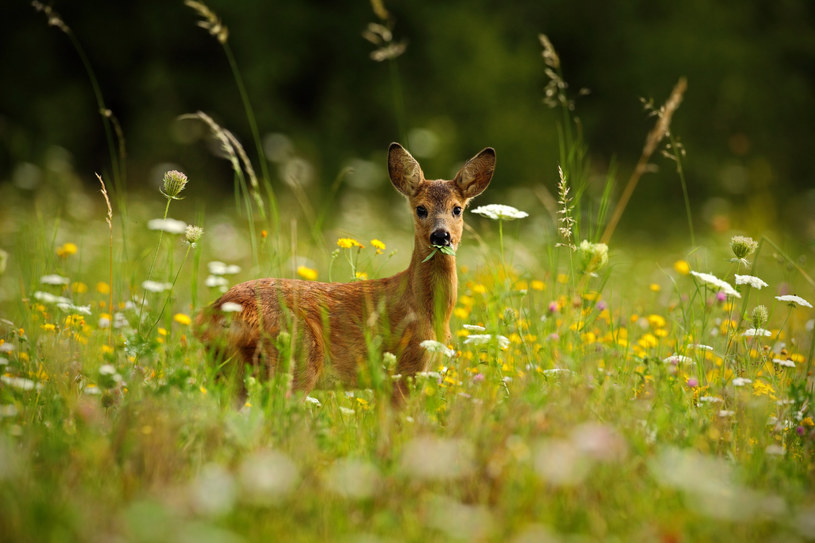 Roe deer are very weak animals, so it will not be difficult to get them out of the garden / 123RF / PICSEL