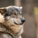 przyroda Sąsiad Polski będzie mógł wybijać wilki. Bundestag zdecydował