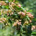 Sąsiad posadził w ogrodzie i wszyscy mu zazdroszczą. Drzewko, które przyciąga wzrok