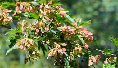 Sąsiad posadził w ogrodzie i wszyscy mu zazdroszczą. Drzewko, które przyciąga wzrok 