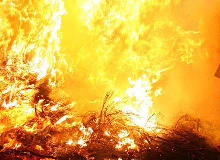 Sataniści mieli upiec swoje ofiary na ogniu z płonącego drzewa /AFP