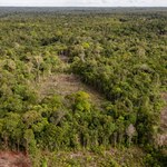 Satelity pomagają naukowcom zlokalizować obszar wylesiania Amazonii