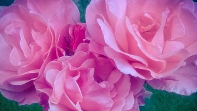 Savoir-vivre: "Zamiast kwiatów, prosimy o…"