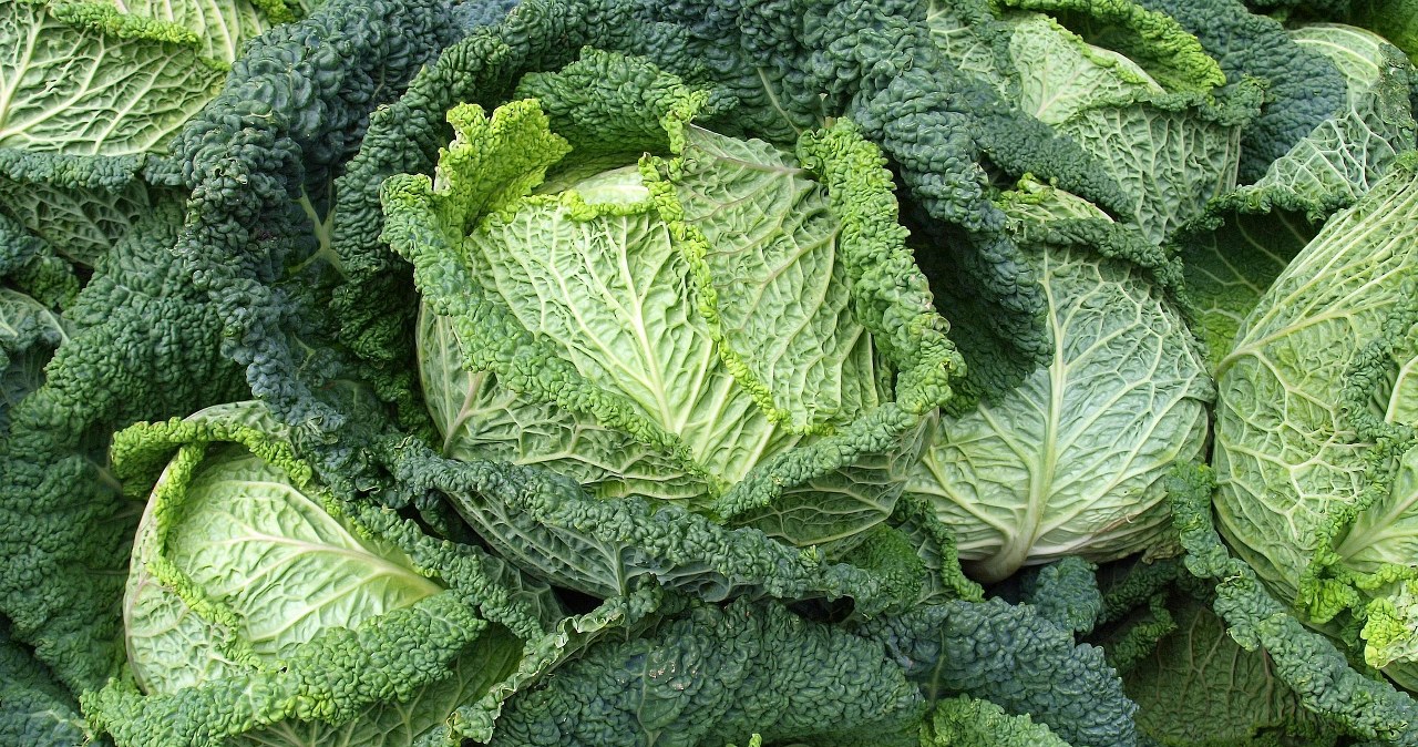 Савойська капуста покращує пам'ять і добре впливає на шкіру та кістки /pixabay.com