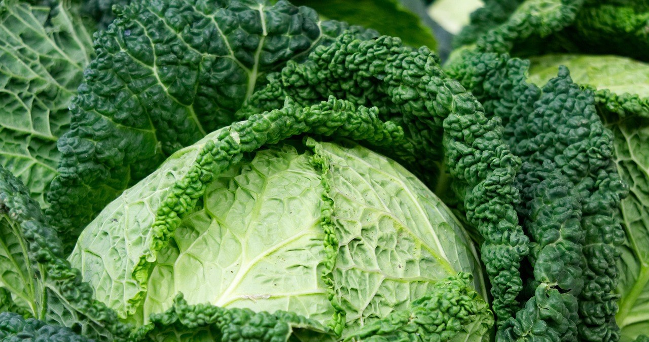 Савойська капуста, відома також як венеціанська, - це різновид капусти з характерним зморшкуватим листям і ніжним смаком /pixabay.com