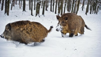 Sawicki: Popieram odstrzał dzików. Jest ich w Polsce za dużo