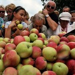 Sawicki: Rosjanie zmuszą Putina do zniesienia embarga na jabłka