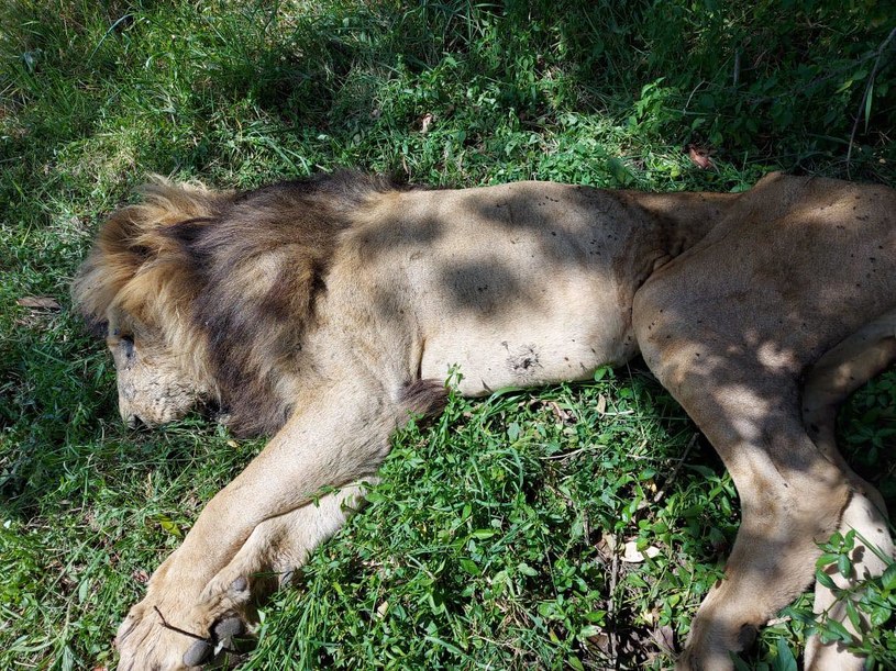 Scarface był najbardziej znanym lwem na świecie /Mara Predator Conservation Programme /facebook.com