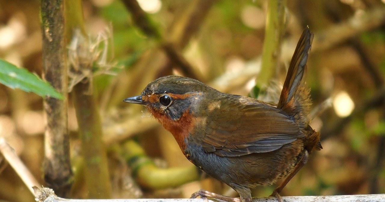 Scelorchilus rubecula osiąga do 20 centymetrów długości /Haplochromis /Wikimedia